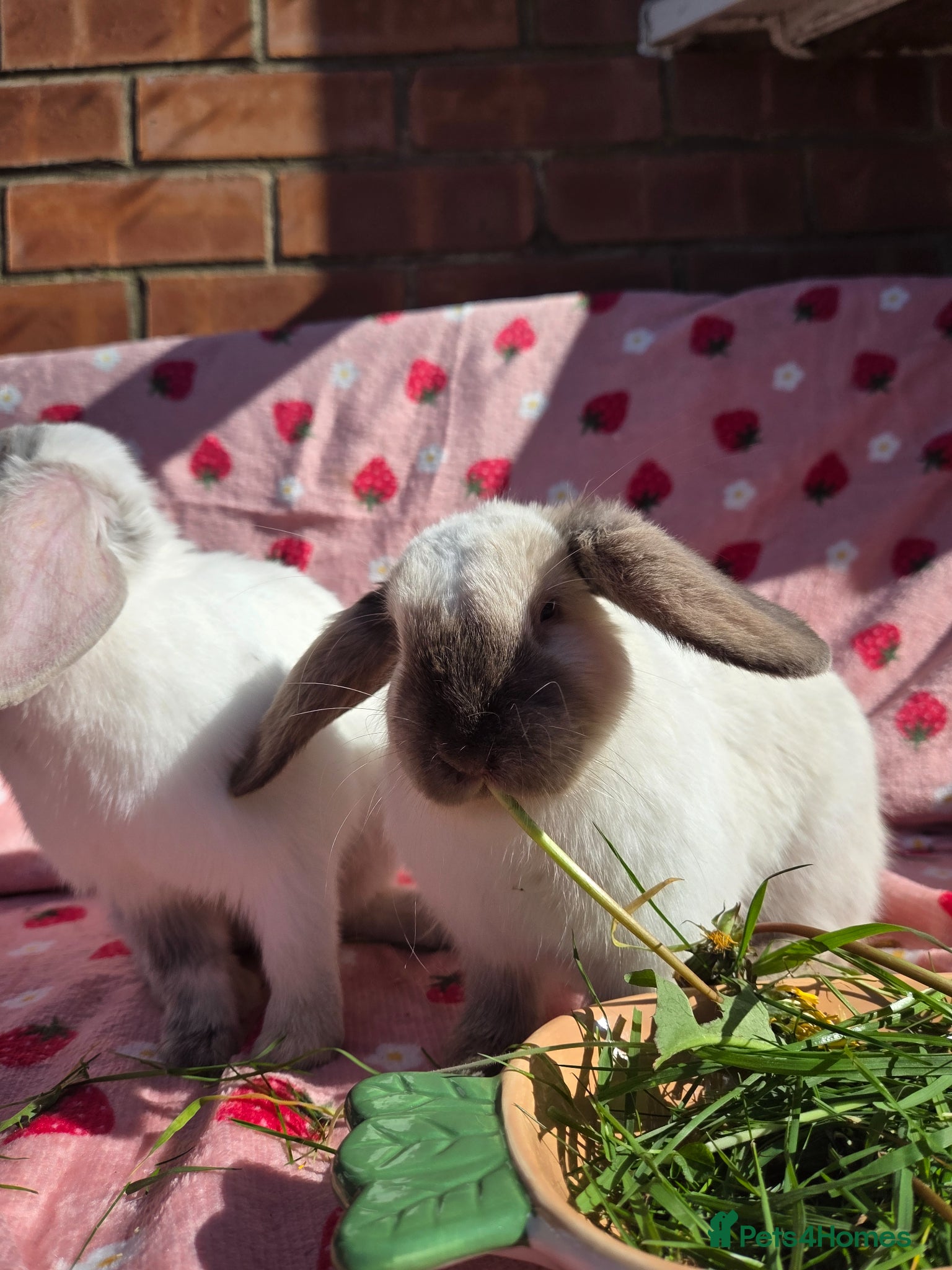Mini Lop rabbits ☆Very tame Mini lops 10 week ☆3 left 1 does 1 buck - Advert 1
