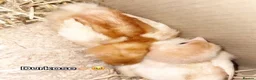 Chickens poultry for sale: 2 beautiful baby chicks in Bilston - Advert 1