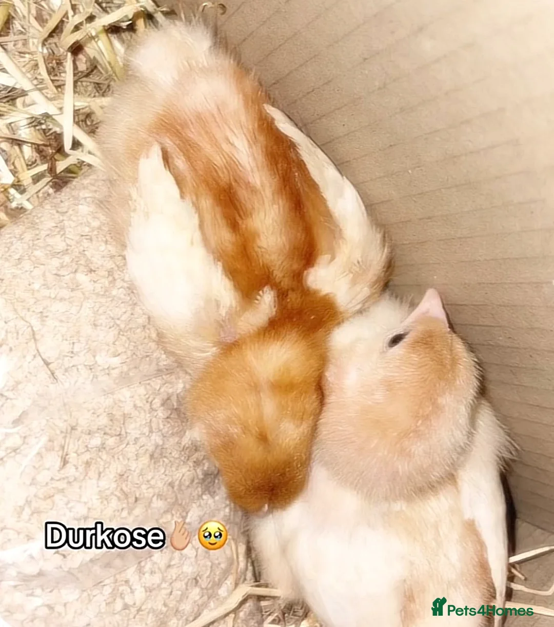 Chickens poultry for sale: 2 beautiful baby chicks in Bilston - Advert 1