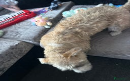 Mixed Breed dogs for sale: Daisy  - Image 2