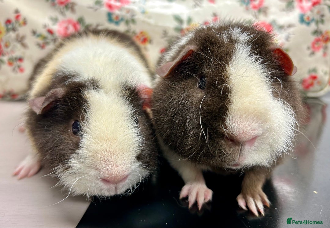 Guinea Pig rodents for sale: Teddy Guinea Pigs Available  - Advert 1