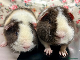Guinea Pig rodents Teddy Guinea Pigs Available - Advert 1