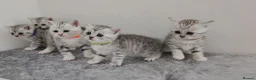 British Shorthair cats for sale: 🏆 Silver British Shorthairs pedigree 🏆  - Advert 23