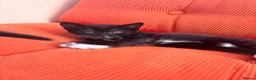 Mixed Breed cats for sale: Kittens  - Advert 6