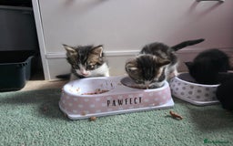 Mixed Breed cats for sale: Mixed breed kittens  - Image 7