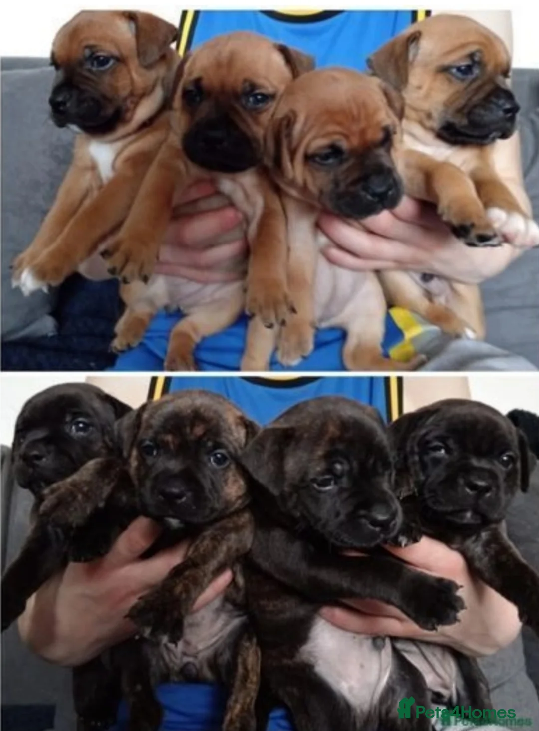 Staffordshire Bull Terrier dogs for stud: 🥨THE RED DREAM TEAM🥨 Exceptional temprements. in Rochdale - Advert 12