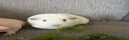 Guinea Pig rodents for sale: 3 female guinea pigs  - Advert 3