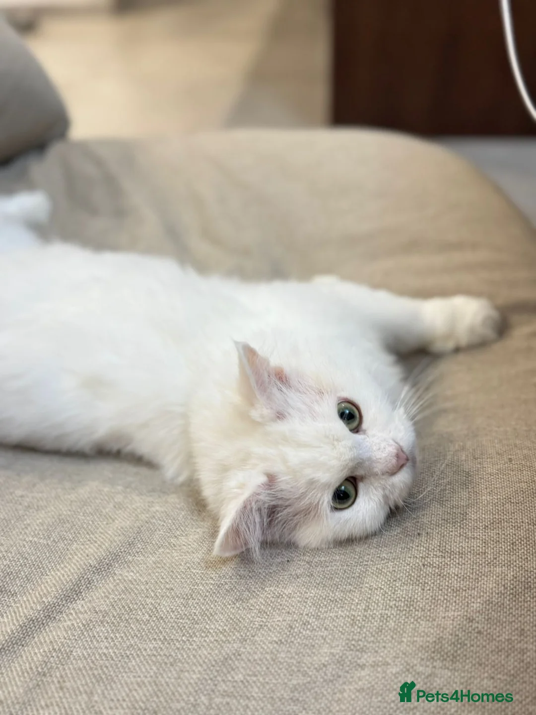 Mixed Breed cats for adoption: MYKO- MIX PERSIAN INDOOR HEALTHY NEUTERED BOY CALM - Advert 11