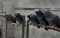Parrots birds for sale: Tamed African Grey Parrots Available For Sale - Image 15