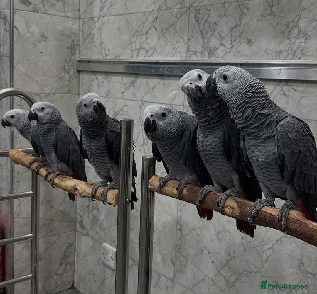 Parrots birds for sale: Tamed African Grey Parrots Available For Sale - Image 15