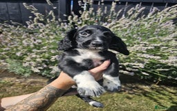 Cocker Spaniel dogs for sale: Black and white roan boy left 9 weeks - Image 3