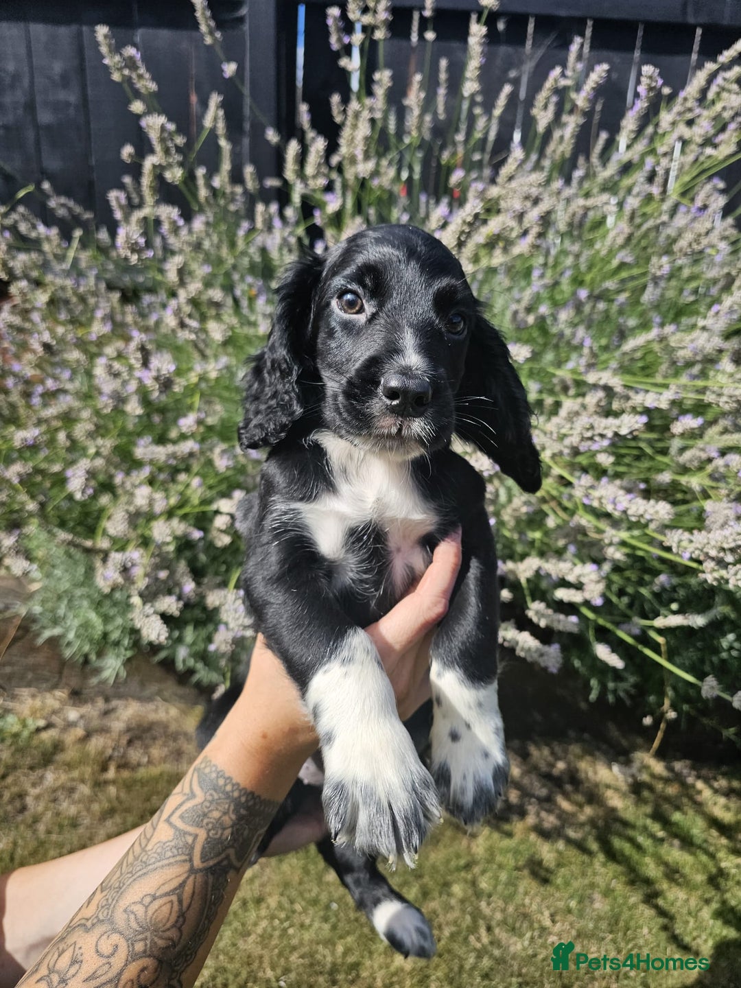 Cocker Spaniel dogs for sale: Black and white roan boy left 9 weeks - Image 3