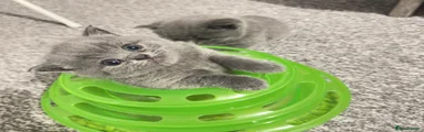 British Shorthair Kitten 2