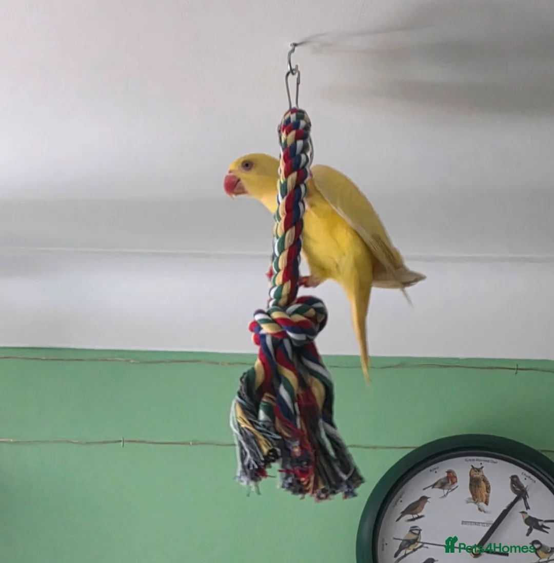 Ringnecks birds for sale: Beautiful yellow Ringneck parrot (kevin) - Advert 2