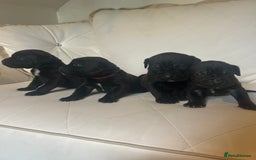 Mixed Breed dogs for sale: Stunning dogue de Bordeaux X cane corso - Image 4