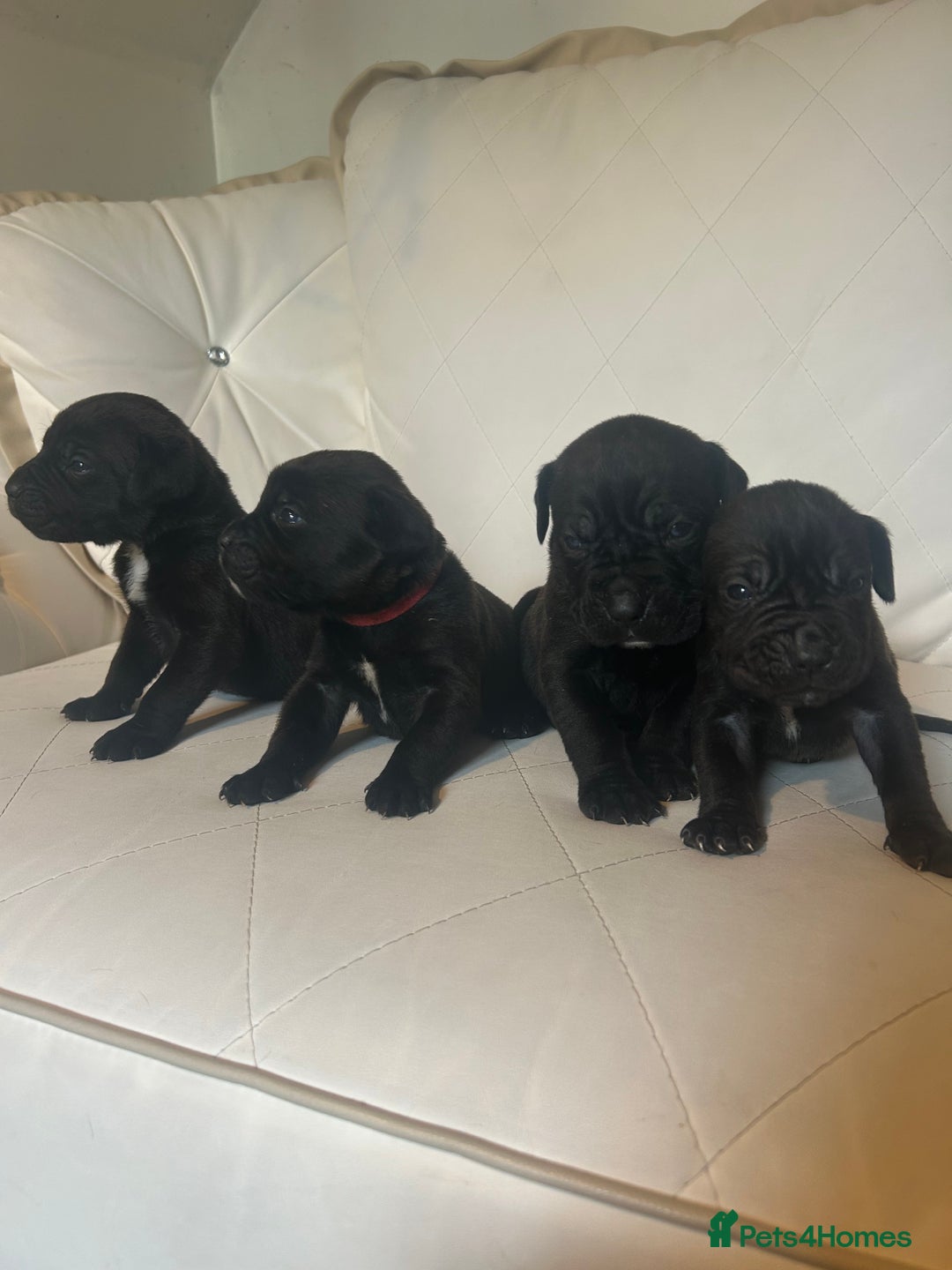Mixed Breed dogs for sale: Stunning dogue de Bordeaux X cane corso - Image 4