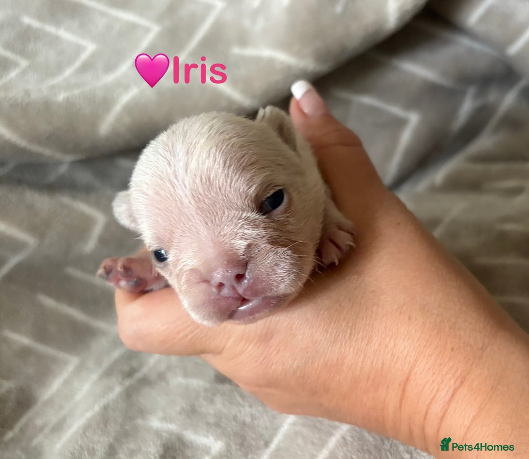 French Bulldog dogs for sale: French Bull Dog Puppies - Advert 5