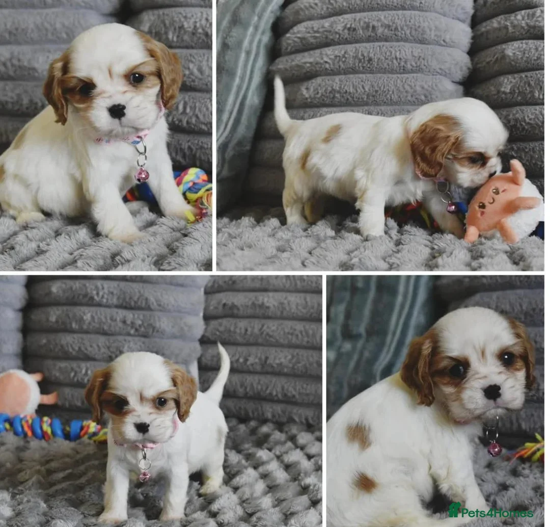 Cavalier King Charles Spaniel dogs for sale: Beautiful Cavalier King Charles Spaniel Puppies in Basingstoke - Advert 2