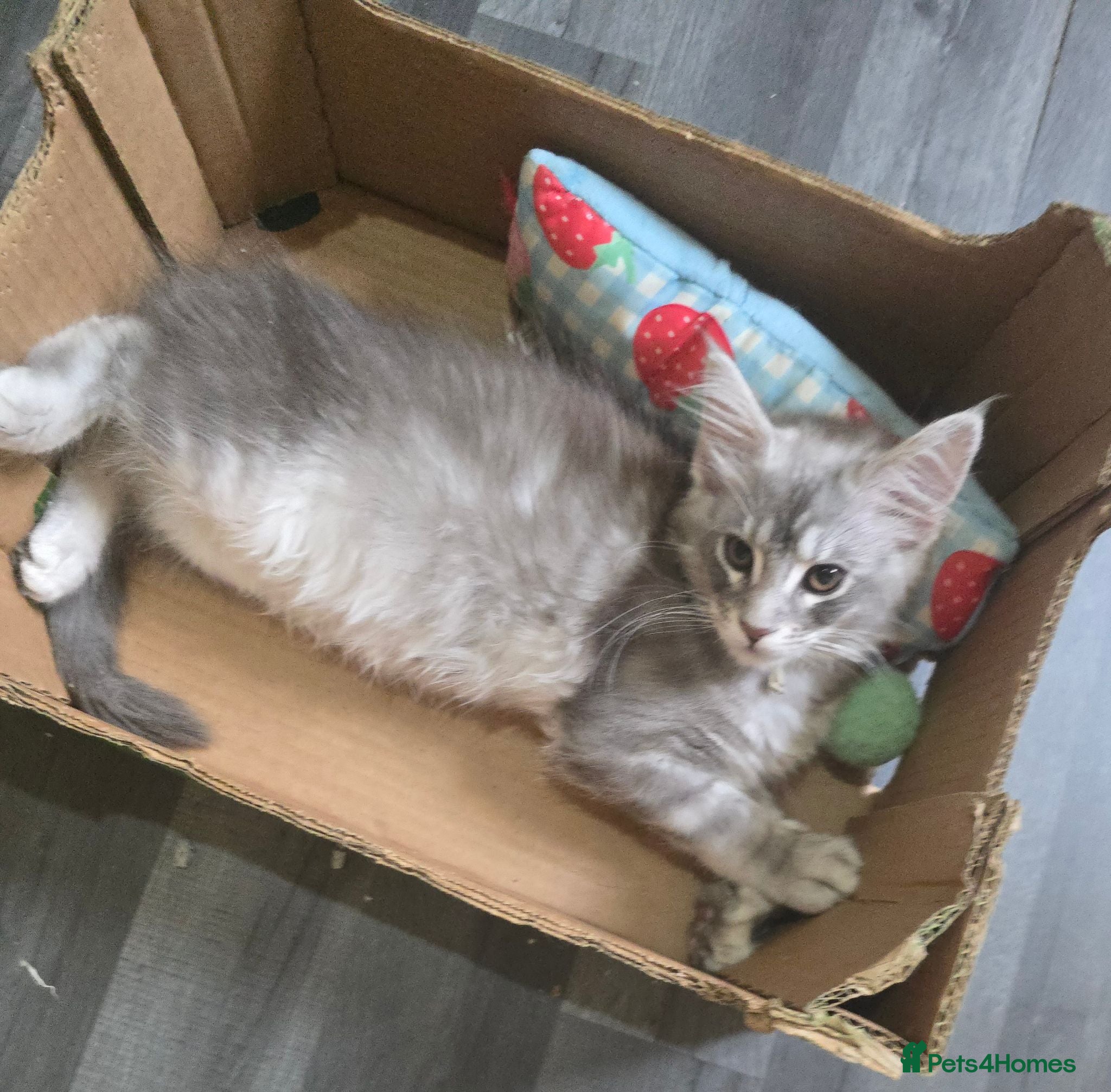 Maine Coon cats READY NOW - Maine Coons Shaded Shell Silver - Advert 1