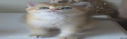 British Longhair cats for sale: British Longhair/Shorthair black golden shaded  - Advert 12