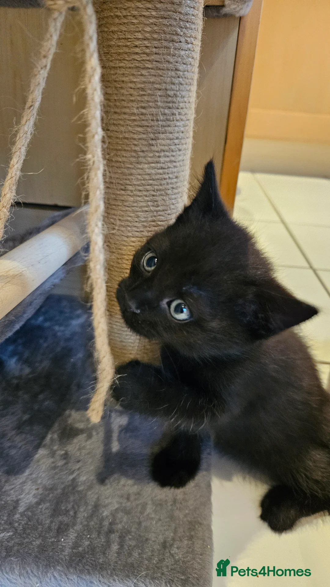 Mixed Breed cats for sale: 2 boys left of 6 kitten litter in Hereford - Advert 6