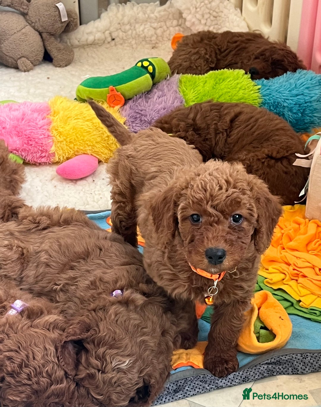 Goldendoodle dogs for sale: multigenerational Australian Golden doubledoodles - Advert 7