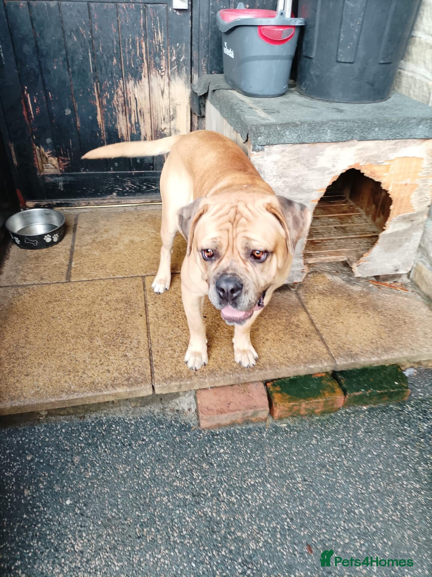 Mastiff dogs for sale: 1 year old mastiff for sale.. - Advert 14