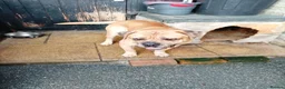Mastiff dogs for sale: 1 year old mastiff for sale.. - Advert 1