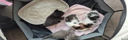 Mixed Breed cats for sale: 3 Adorable Kittens Looking for Homes - Advert 7