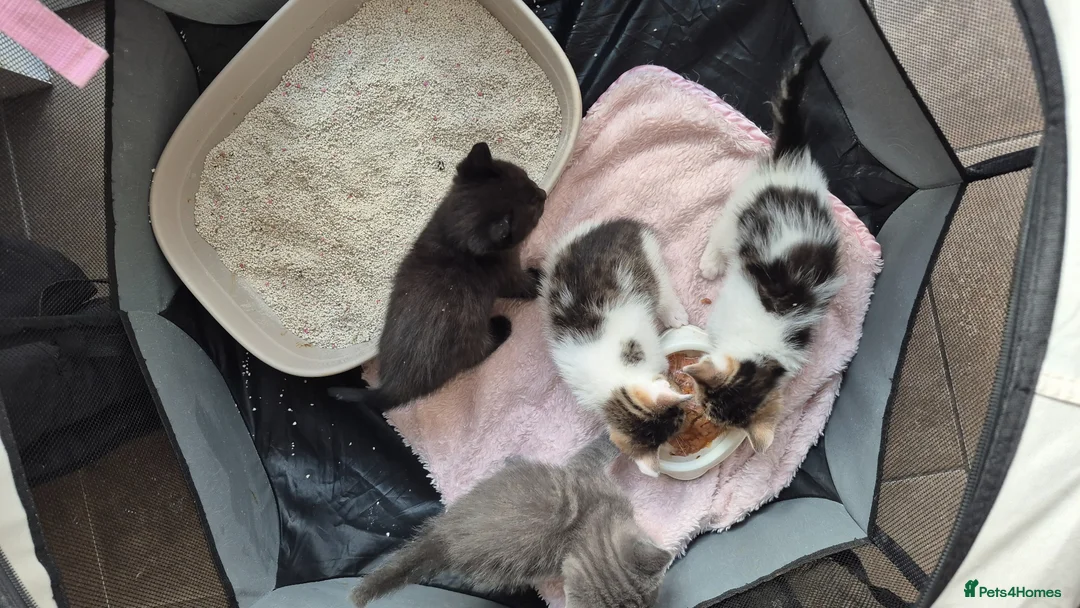 Mixed Breed cats for sale: 3 Adorable Kittens Looking for Homes - Advert 7