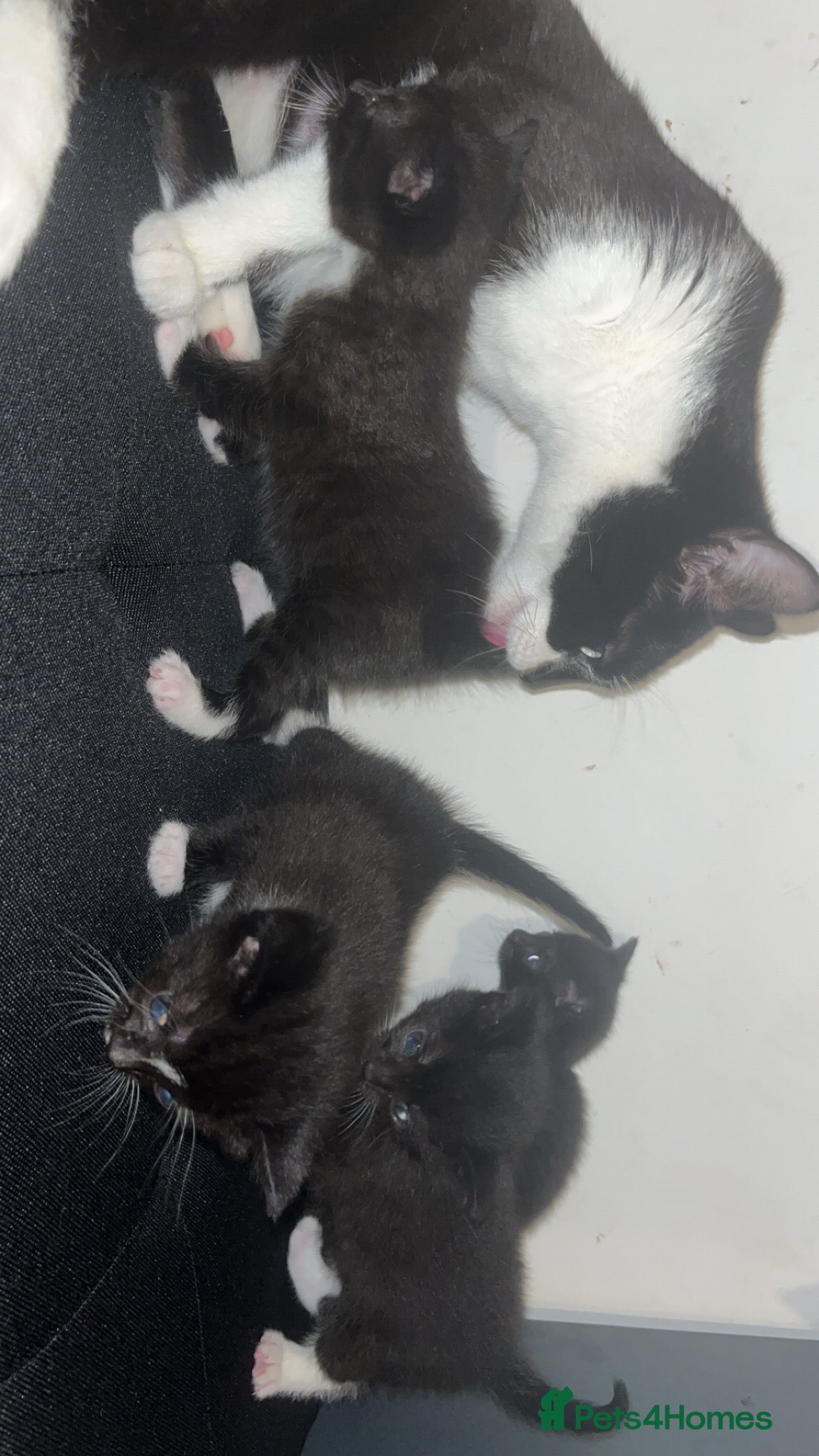Mixed Breed cats Black&White kittens - Advert 20