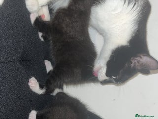 Mixed Breed cats Black&White kittens - Advert 1