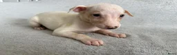 Whippet dogs for sale: 🐾 Beautiful Whippet Puppies – Boys & Girls - Advert 11