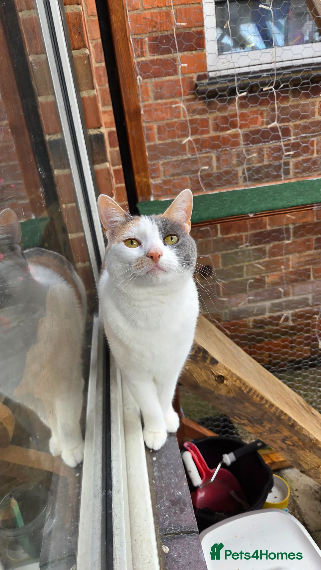 Mixed Breed cats for sale: Female 2yr old free rehoming  - Advert 2