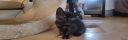 Mixed Breed cats for sale: Five Gorgeous Kittens Available! - Advert 37