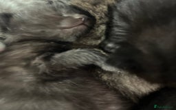 British Shorthair cats for sale: Lovely kittens - Image 15