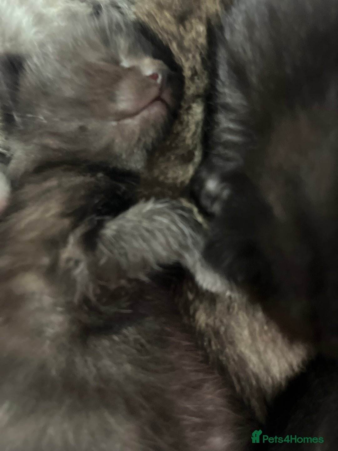 British Shorthair cats for sale: Lovely kittens - Image 15