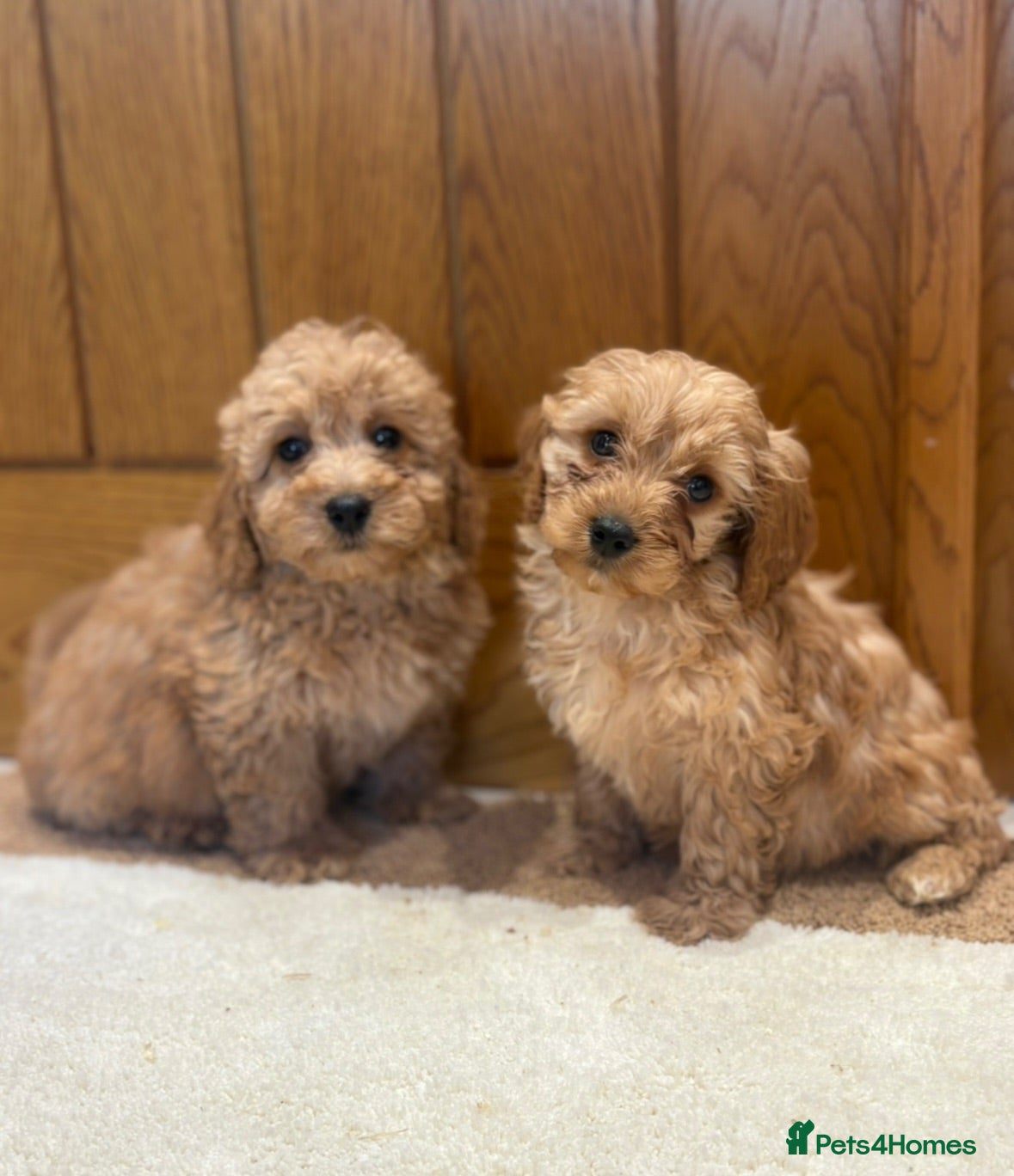 Cavapoo dogs Extensively health tested red Cavapoo babies - Advert 1