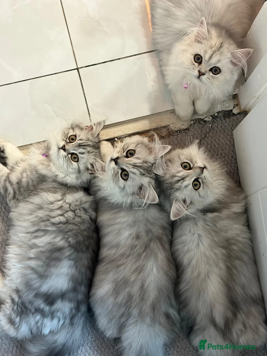 Persian cats for sale: Persian kittens  - Advert 2
