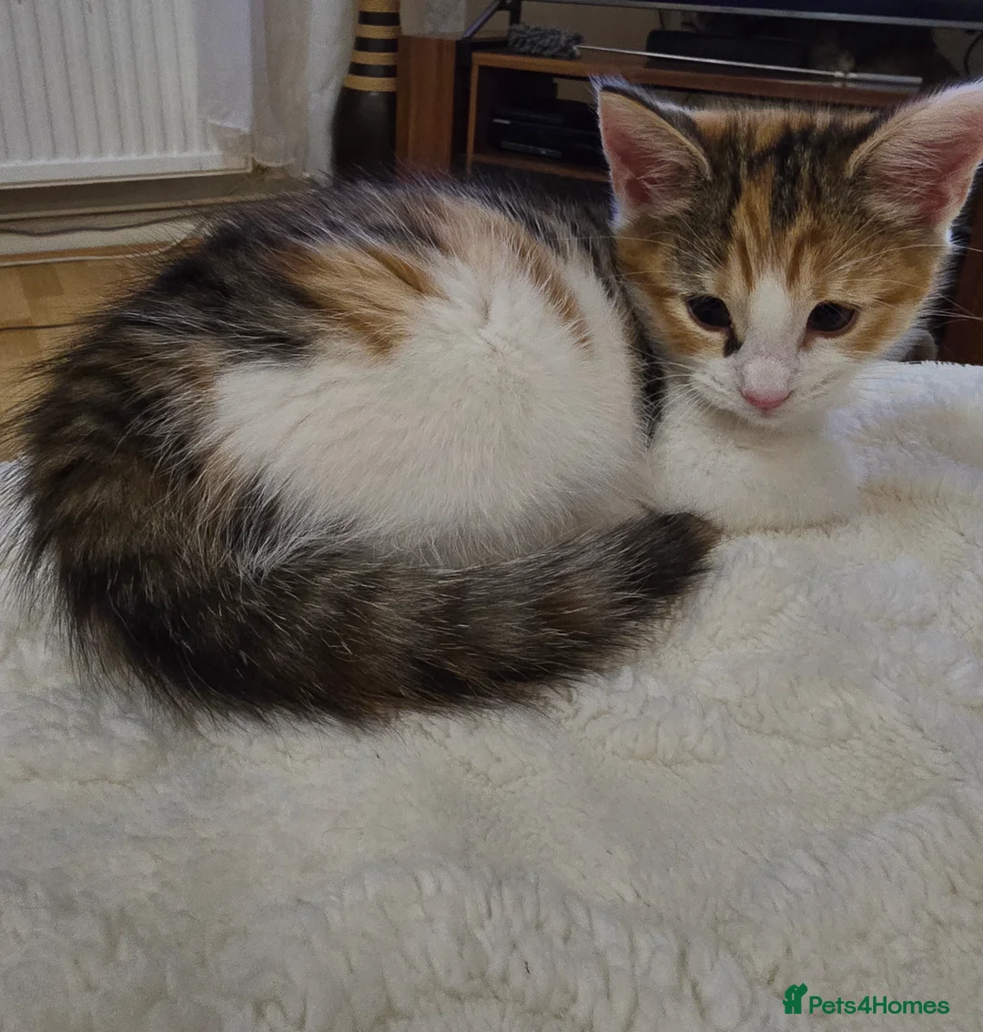 Maine Coon cats for sale: 7 beautiful Maine Coon X - Advert 33