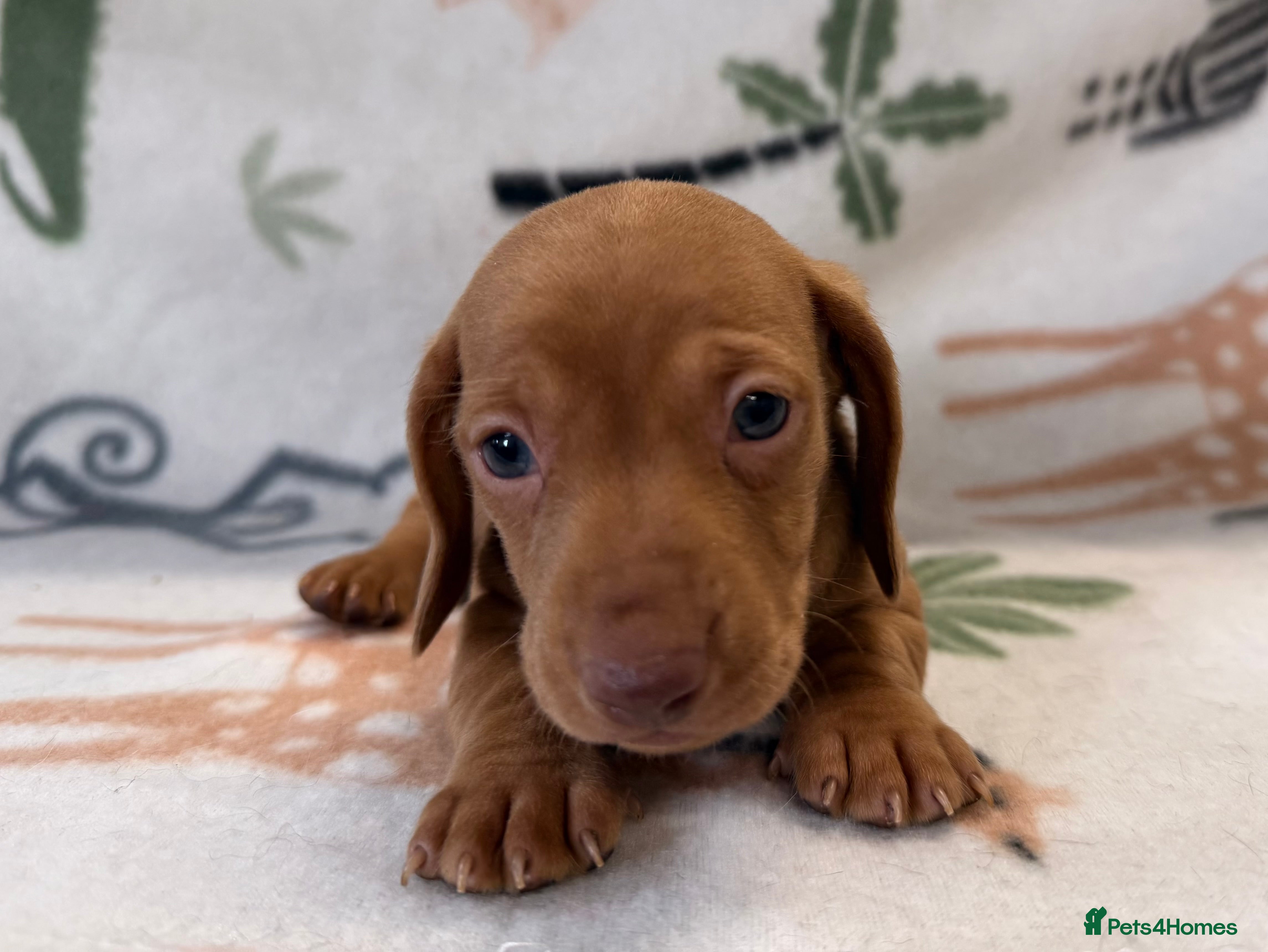 Miniature Dachshund dogs Kc Reg Smooth Haired Miniature Dachshunds  - Advert 2