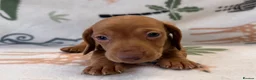 Miniature Dachshund dogs for sale: 🐾 Kc Reg Smooth Haired Miniature Dachshunds 🐾  - Advert 7