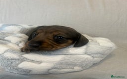 Miniature Dachshund dogs for sale: Miniature dachshund puppies  - Image 3