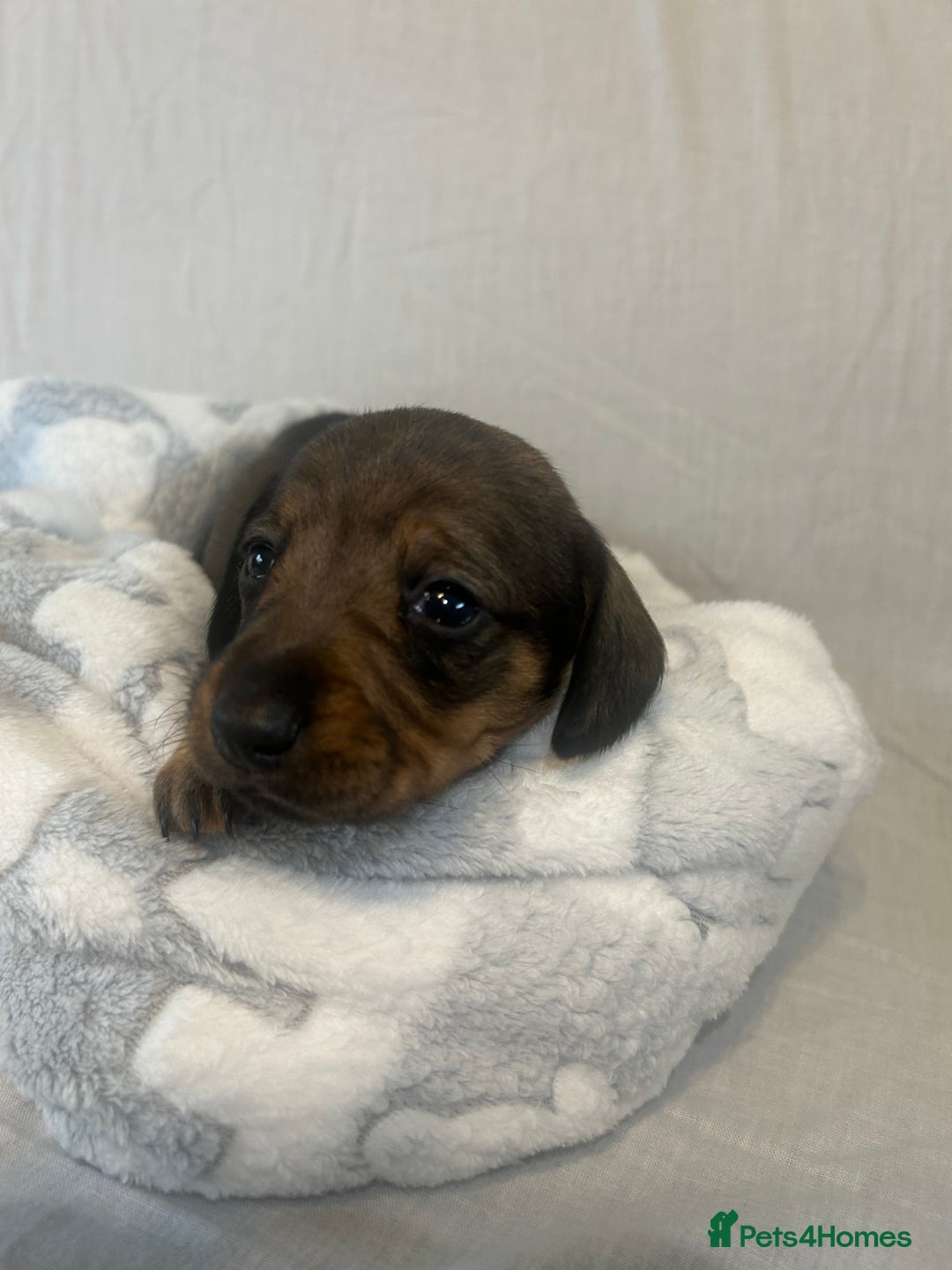 Miniature Dachshund dogs for sale: Miniature dachshund puppies  - Image 3