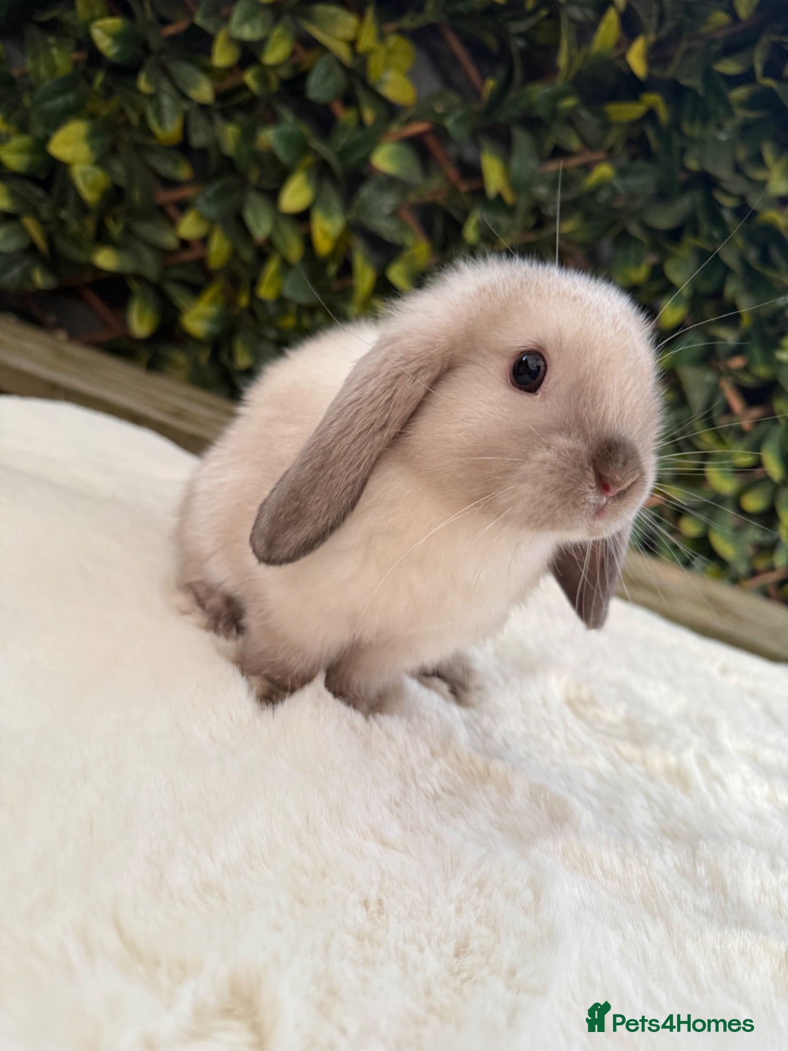 Mini Lop rabbits Mini lop  - Advert 1