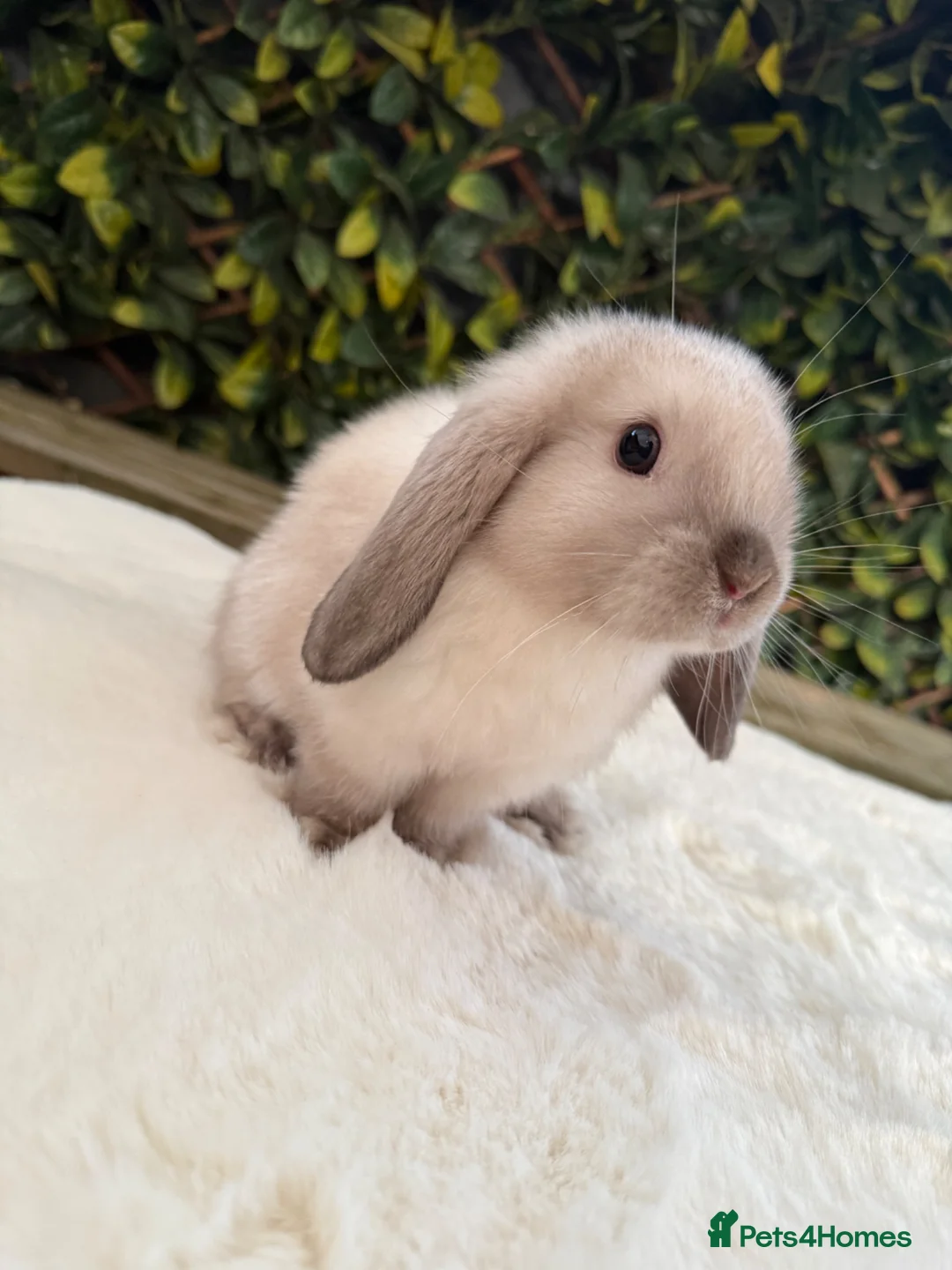 Mini Lop rabbits for sale: Mini lop  - Advert 1