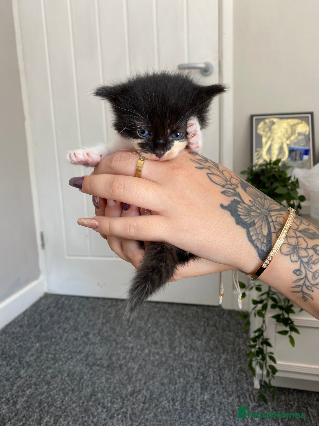 British Longhair cats for sale: Last Baby Girl Left ❤️ - Image 11