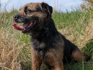 Border Terrier dogs Foxbrock Little Blue Monday (Brad) - Advert 2