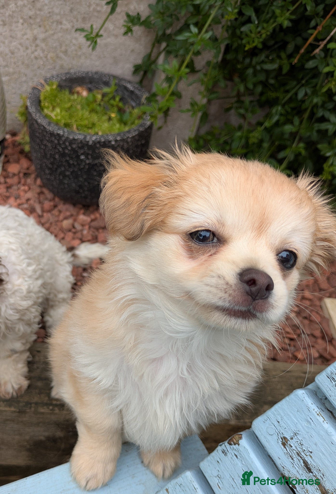 Chihuahua dogs Superb Longhaired pedigree toy chihuahuas - Advert 2