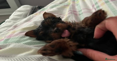 Yorkshire Terrier dogs - Advert 4